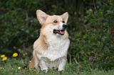 CORGI PEMBROKE 1211